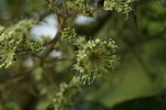 虎刺楤木 花
