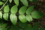 虎刺楤木 小葉
