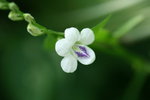十萬錯 花