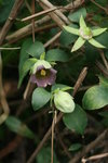 四葉參 花苞,花及果