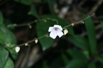鐘花草 花