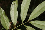 黃杞 葉背