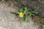 蒲公英 花
