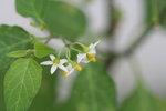 少花龍葵