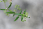 繖房花耳草