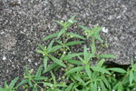 繖房花耳草 全株