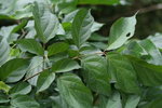 木蝴蝶 葉