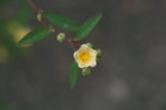 白背黃花稔