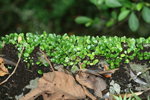 Lemmaphyllum microphyllum 伏石蕨