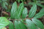 Diospyros eriantha 烏柿
