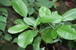 Daphniphyllum oldhamii牛耳楓