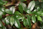 Machilus breviflora 短序潤楠