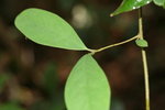 Embelia ribes 白花酸藤子
