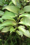 暗色菝葜