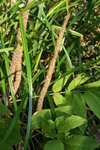 布狗尾花序