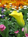 IMG_8607
