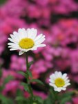 IMG_8618