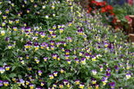 PICT0065