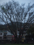 Ting Kau Village #025