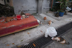 20121001 Peng Chau #016