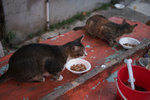 20121001 Peng Chau #017