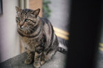 SDIM0332