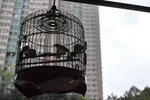 SDIM0553