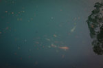 R0340161