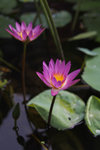 P6210029