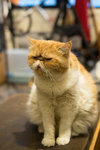 DSCF4168