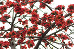 Ceiba 2009 #008