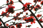 Ceiba 2009 #010