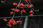 Ceiba 2009 #016
