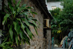 Cha Kwo Ling #009