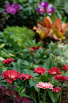 HK Flower Show 2008 #002