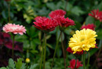 HK Flower Show 2008 #001