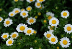 HK Flower Show 2008 #006