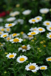 HK Flower Show 2008 #007