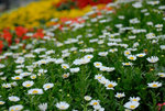 HK Flower Show 2008 #008