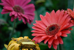 HK Flower Show 2008 #009