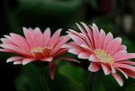 HK Flower Show 2008 #010