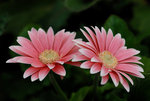HK Flower Show 2008 #011