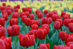 HK Flower Show 2008 #016