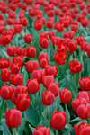 HK Flower Show 2008 #017