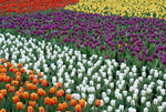 HK Flower Show 2008 #019