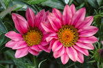 DP3M0429