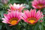 DP3M0433