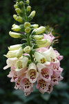 DP3M0444