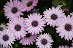 DP3M0485