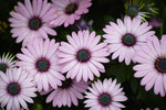 DP3M0486